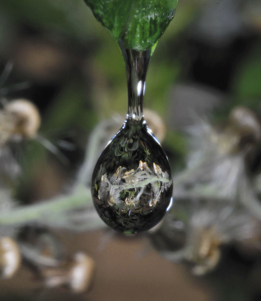 Taraxacum officinale